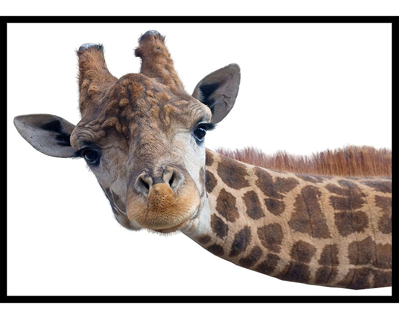 Cute Giraffe Poster