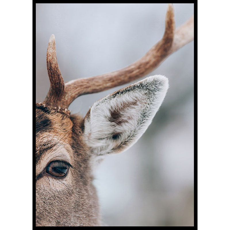 Deer Portrait Poster