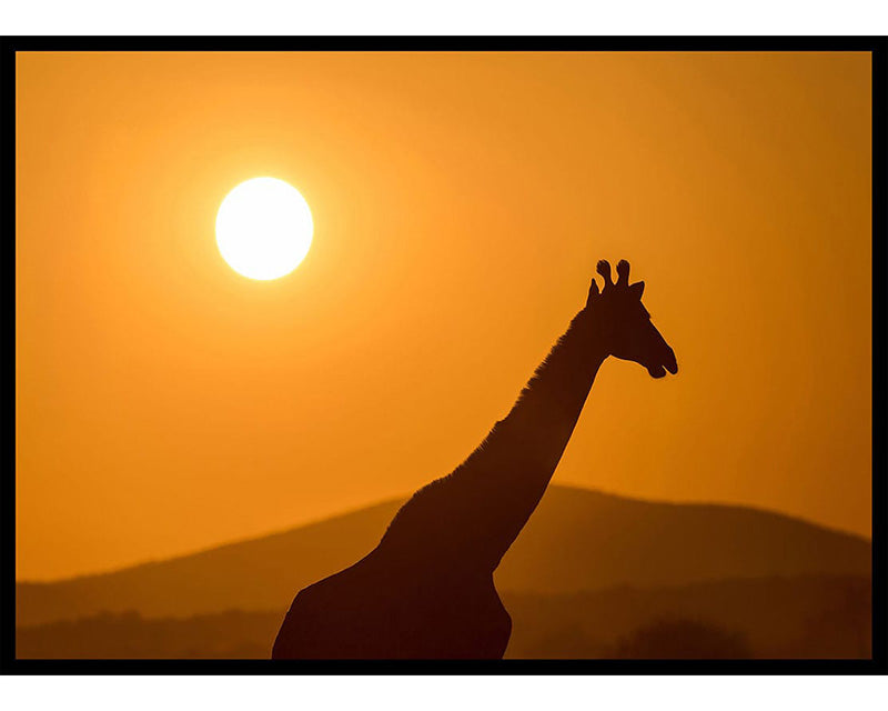 Giraffe Silhouette Poster