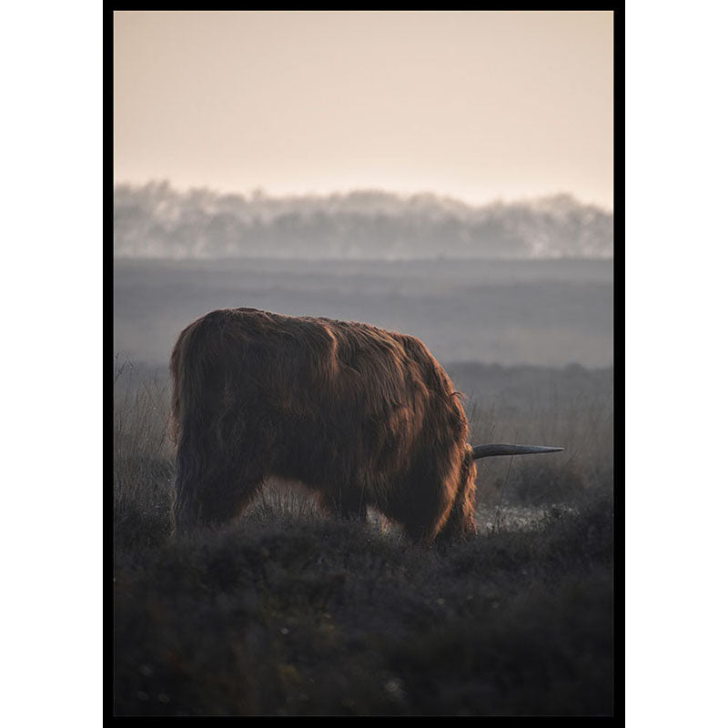 Highland Cow Grazing Poster
