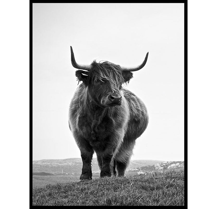 Highland Cow Poster Number 2