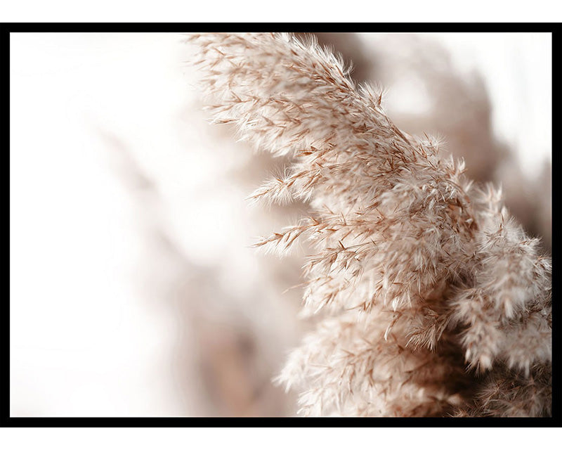 Pampas Grass Poster