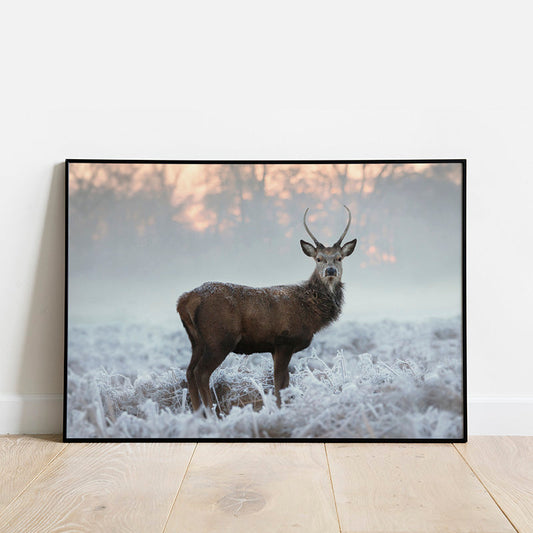 Deer In Frozen Field Poster